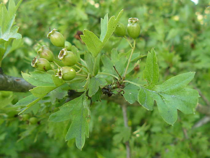 معرفی و راهنمای پرورش درختان میوه - زالزالک